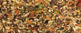 Lineolated Parakeet "Linnie" Mix