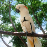 The Aviator Bird Harness