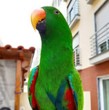 The Aviator Bird Harness