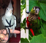 The Aviator Bird Harness