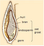 Oat Groats