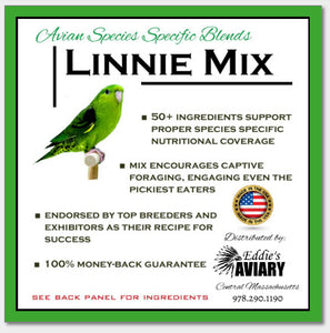 Lineolated Parakeet "Linnie" Mix
