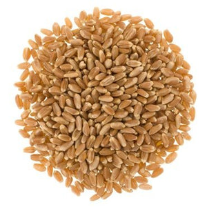Wheat Berries to Sprout